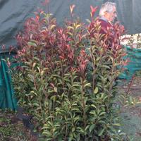 piante da siepe fhotinie 