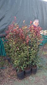 piante da siepe fhotinie 