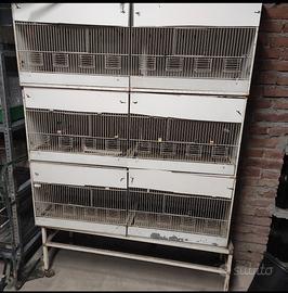 Gabbia da cova uccelli 