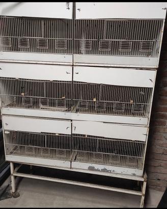 Gabbia da cova uccelli 