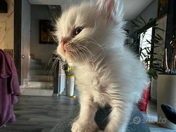 Gattini siberiani di pura razza