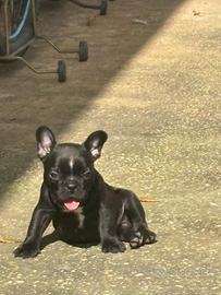 Bulldog francese