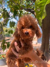 barboncino toy red maschio