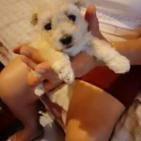 Cuccioli di maltese nato 22 /07 /2025