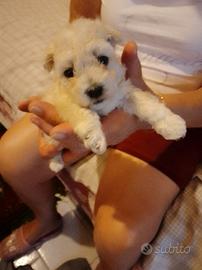 Cuccioli di maltese nato 22 /07 /2025