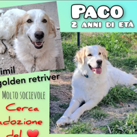 Paco ,circa due anni simil golden