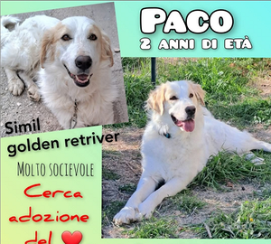Paco ,circa due anni simil golden