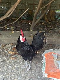 Gallo spagnolo faccia bianca