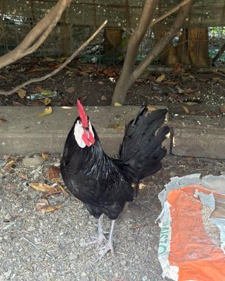 Gallo spagnolo faccia bianca