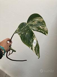 Talea monstera albovariegata