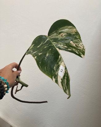 Talea monstera albovariegata