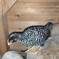 Pulcini di gallina Amrock