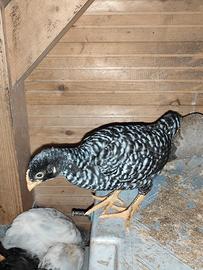 Pulcini di gallina Amrock