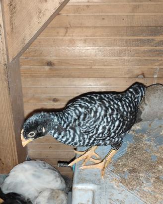 Pulcini di gallina Amrock