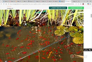 Pesci rossi da acquario/ laghetto