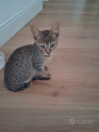 Gatti di due mesi