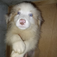 Pastore australiano shepherd con pedigree ENCI.NTB