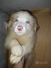 Pastore australiano shepherd con pedigree ENCI.NTB