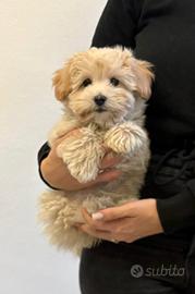 Maltipoo toy albicocca Maltese Barboncino