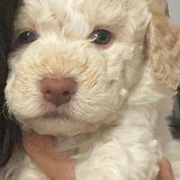 Cucciolo di lagotto