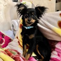 Chiwawa Pincer