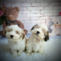 Cuccioli Bichon havanese