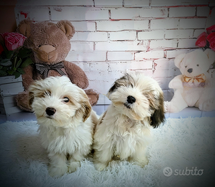 Cuccioli Bichon havanese