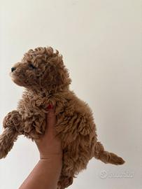 Barboncini toy e mini toy