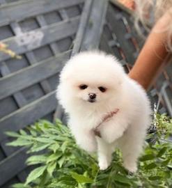 Cuccioli di spitz pomerania bianchi femminucce