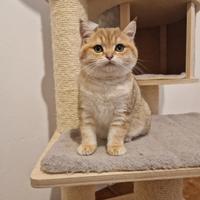 Maschio scottish straight con pedigree