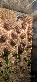 Sulcata baby