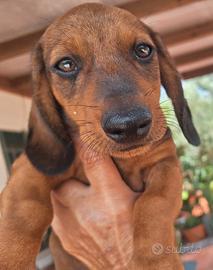 Cuccioli bassotto tedesco standard