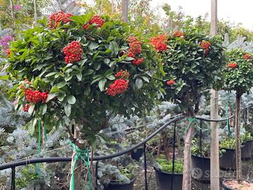 Pyracantha