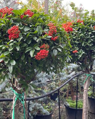 Pyracantha