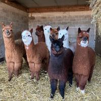 Alpaca per agriturismi
