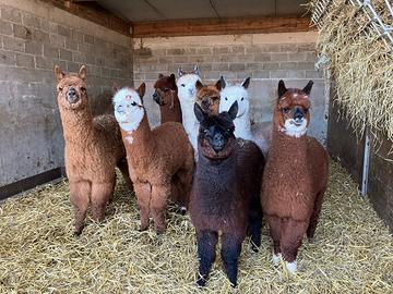 Alpaca per agriturismi