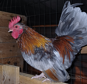 Serama europea (gallo)