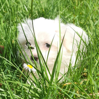 Cucciola Maltese