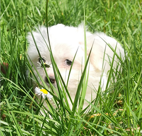 Cucciola Maltese
