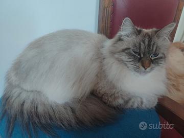 Gatta siberiana