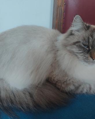 Gatta siberiana