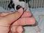 Immagine 5