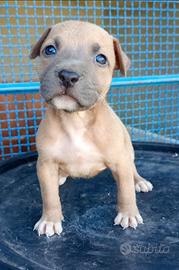 Pitbull
