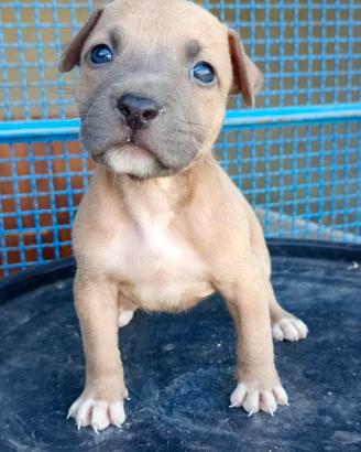 Pitbull