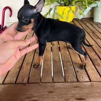 Cucciola di Pinscher