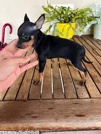 Cucciola di Pinscher