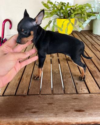 Cucciola di Pinscher