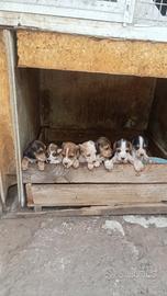 Beagle / segugio 