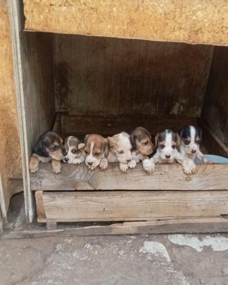 Beagle / segugio 