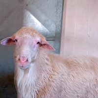 Arieti selezionati razza sarda